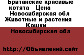 Британские красивые котята › Цена ­ 3 000 - Новосибирская обл. Животные и растения » Кошки   . Новосибирская обл.